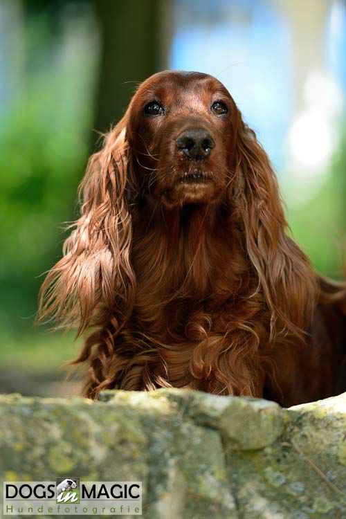 Irish Setter Hündin Deirdre