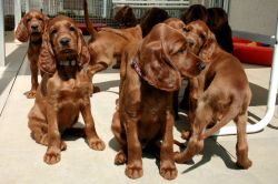 irish_setter_welpen_2014_12_20141130_1575898042