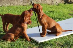 irish_setter_welpen_2014_13_20141130_1681493903