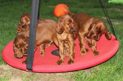 irish_setter_welpen_2014_15_20141130_1334117217