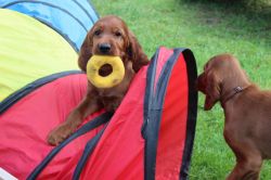 irish_setter_welpen_2014_20_20141130_1581996138