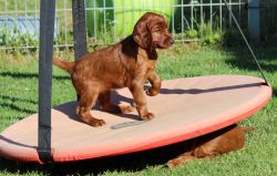 irish_setter_welpen_2014_23_20141130_1205307722