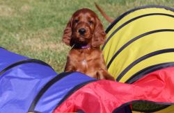 irish_setter_welpen_2014_24_20141130_1867203105