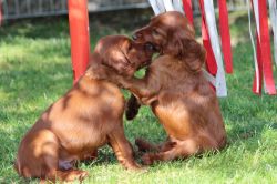 irish_setter_welpen_2014_25_20141130_1835157548