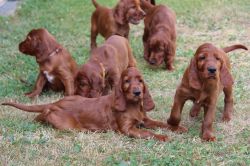 irish_setter_welpen_2014_26_20141130_1802321235