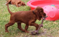 irish_setter_welpen_2014_27_20141130_1327080762