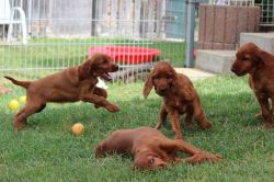 irish_setter_welpen_2014_29_20141130_1841276211