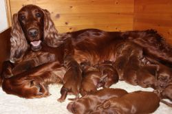 irish_setter_welpen_2014_2_20141130_1767304263