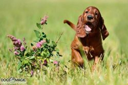 irish_setter_welpen_2014_30_20141130_1303039427