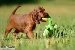 irish_setter_welpen_2014_31_20141130_1710154974