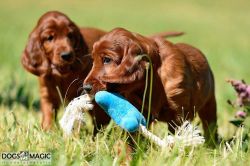 irish_setter_welpen_2014_32_20141130_1709291429