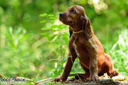 irish_setter_welpen_2014_33_20141130_1251293702