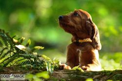 irish_setter_welpen_2014_34_20141130_1582193591