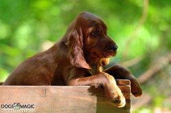 irish_setter_welpen_2014_35_20141130_1391857072