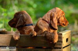 irish_setter_welpen_2014_36_20141130_2034476069