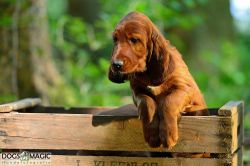 irish_setter_welpen_2014_37_20141130_1098556007