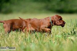 irish_setter_welpen_2014_39_20141130_1156867609