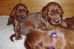 irish_setter_welpen_2014_3_20141130_1140145740