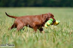 irish_setter_welpen_2014_40_20141130_1767933678