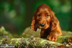 irish_setter_welpen_2014_41_20141130_1304299805