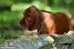 irish_setter_welpen_2014_43_20141130_1096504387