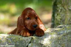 irish_setter_welpen_2014_44_20141130_1908198191