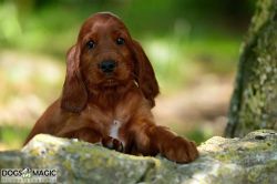 irish_setter_welpen_2014_45_20141130_1629147942