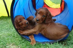 irish_setter_welpen_2014_7_20141130_1656132285