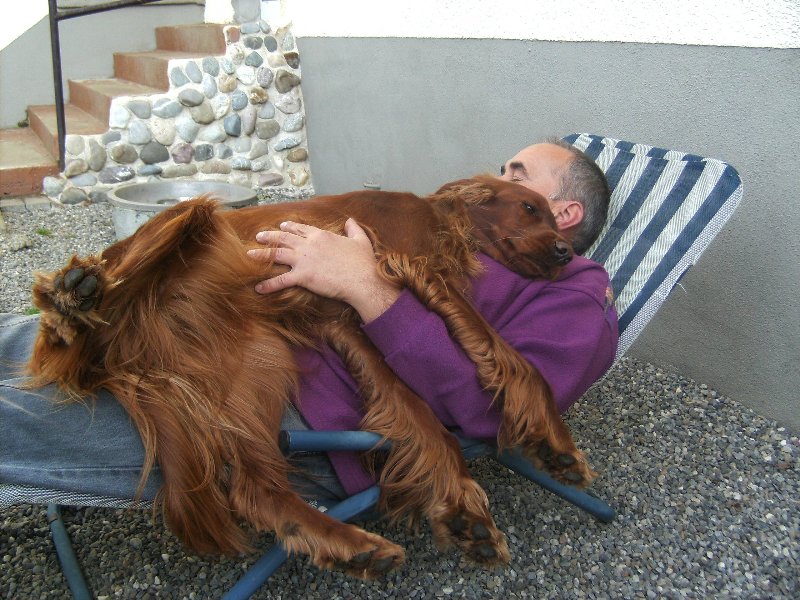 Irish Setter als Familienhund