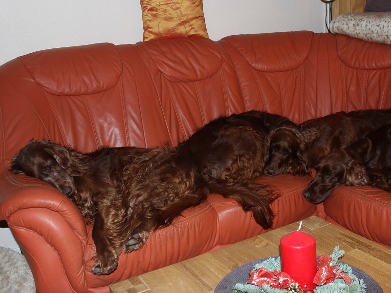 Irish Setter als Familienhund
